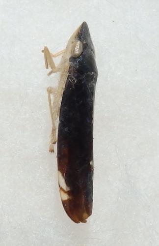 Réf. 235 502 : Pachitea jezima